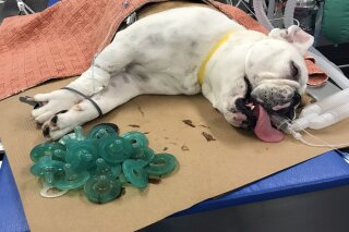 Veterinarian Bulldog swallows 19 baby pacifiers AP News